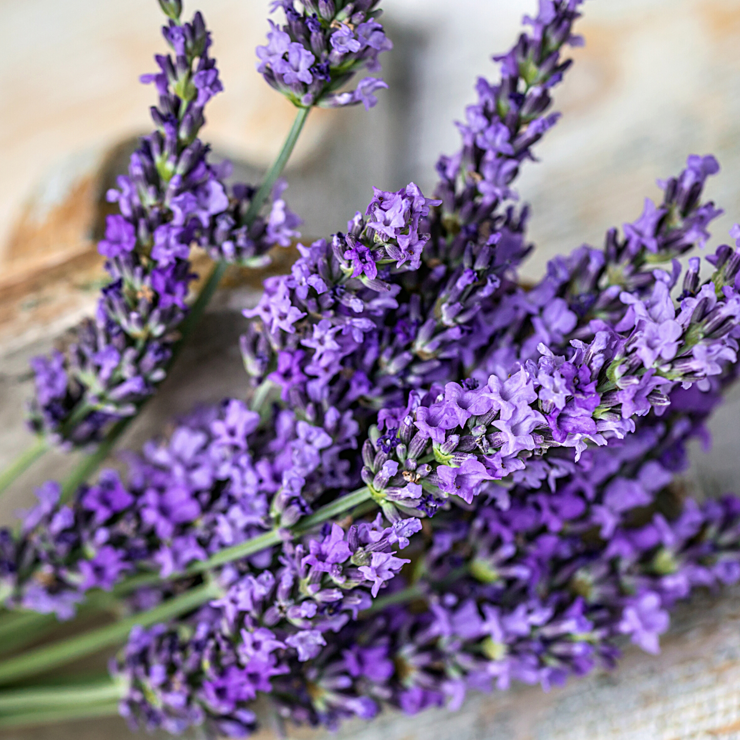 Flo Essential Oil - Organic Lavender