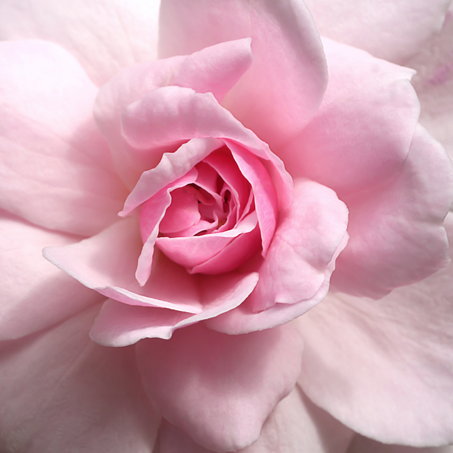 Flo Essential Oil - Rose