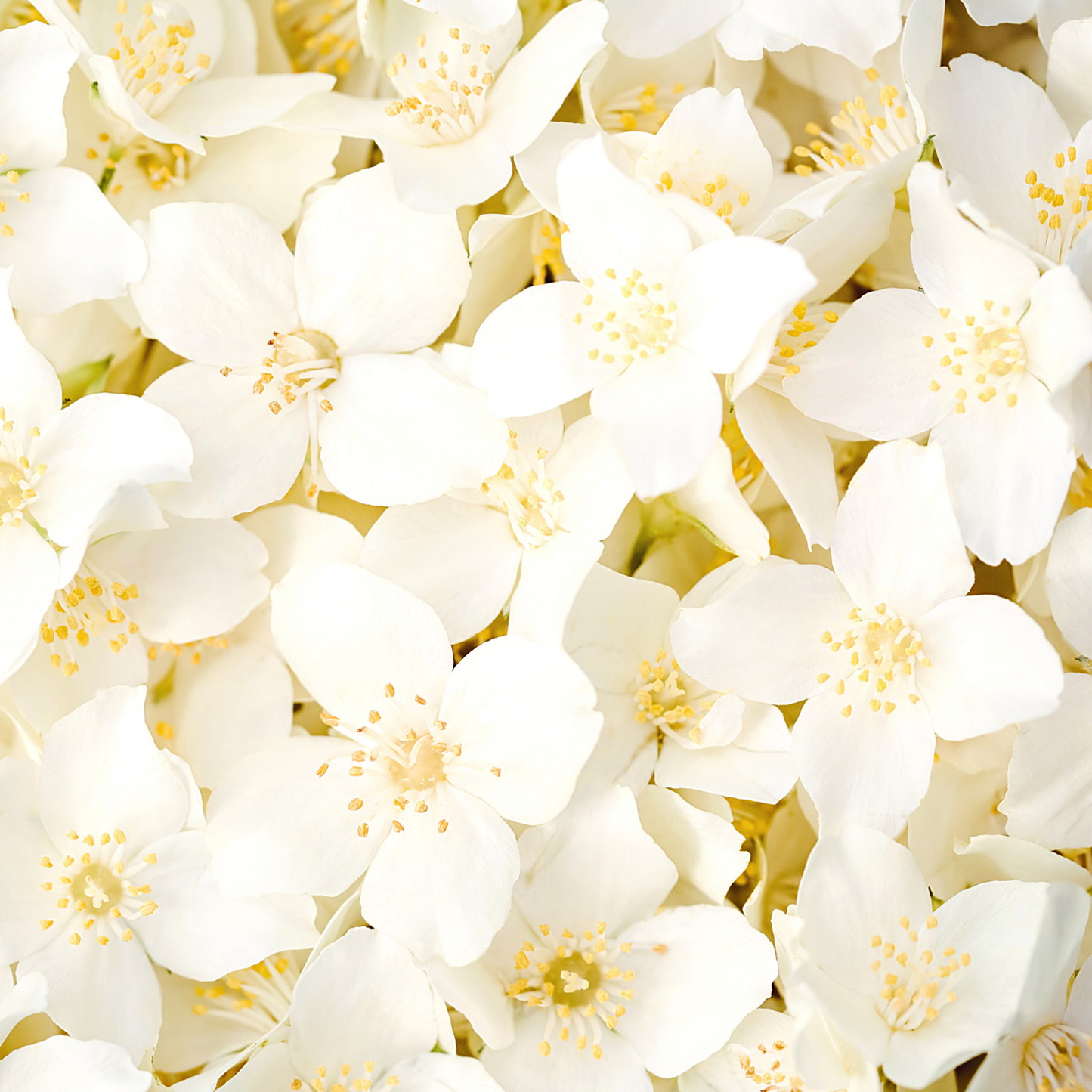 Flo Essential Oil - Jasmine