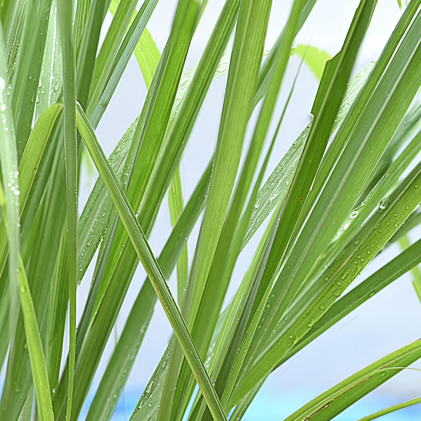 Flo Essential Oil - Organic Lemongrass